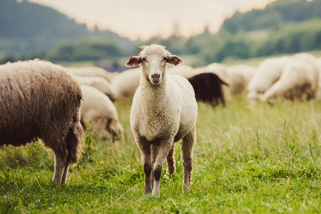 Hochwertige Wollprodukte, nachhaltige Grünlandpflege und vieles mehr